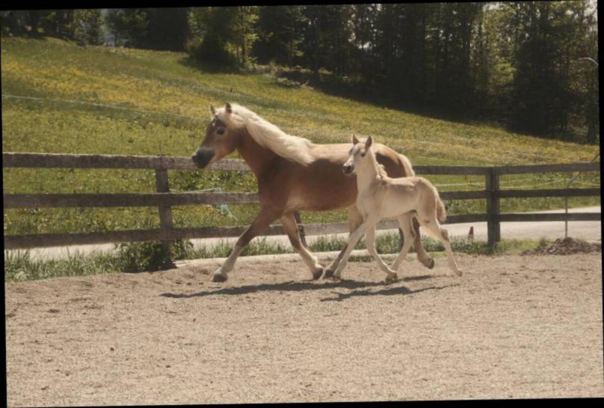 Tiroler Haflinger Wallach & Hengstfohlen Jährling 3
