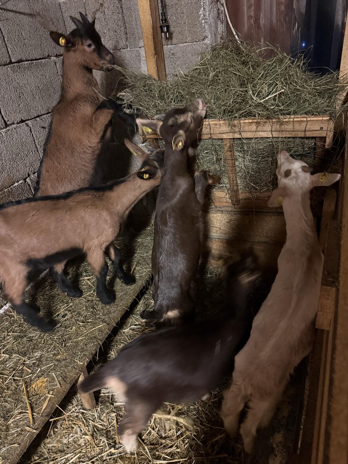 Milchkitze männlich 2