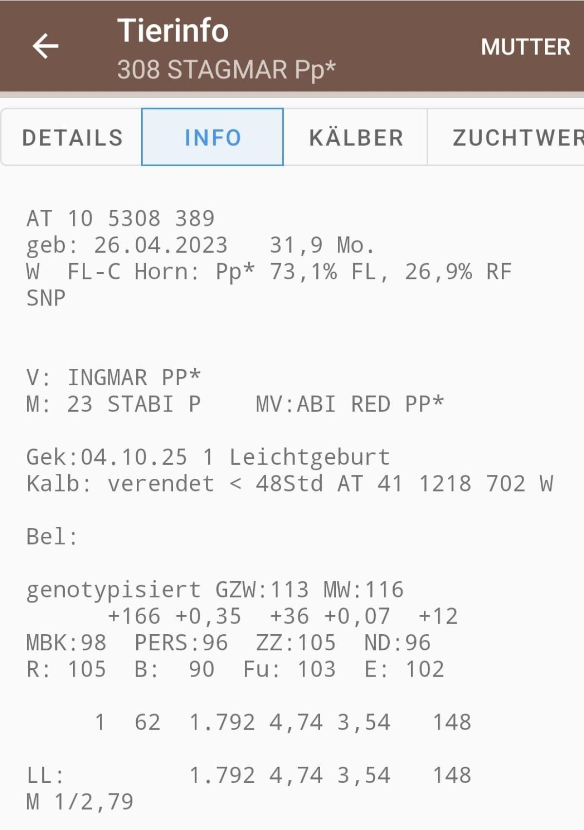 Fleckvieh Erstlingskuh 3