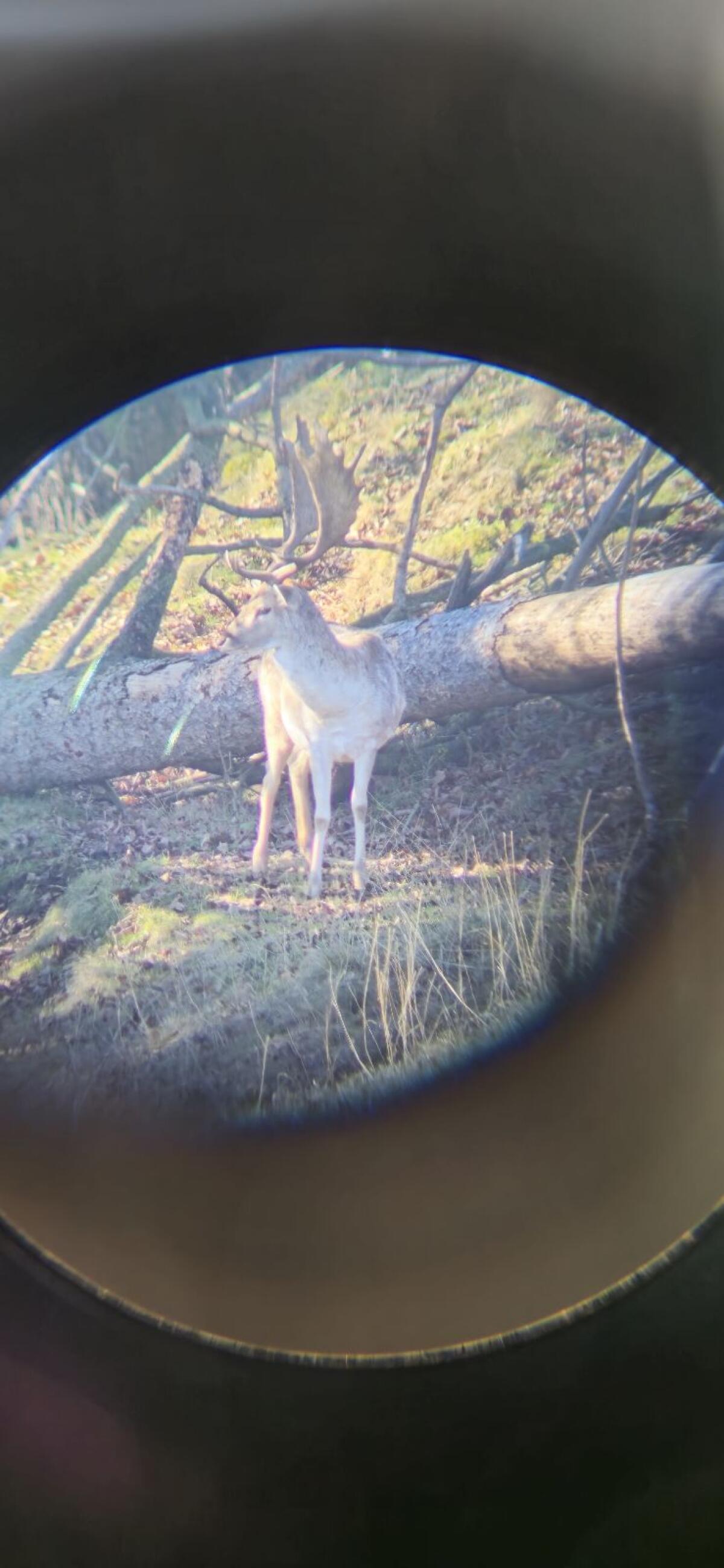 Damhirsch 3. Kopf und 5. Kopf zu verkaufen 2