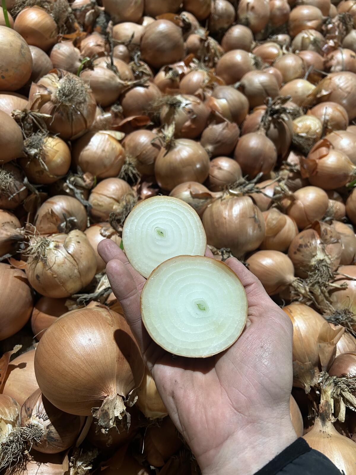 Bio-Zwiebel Gelb Pantano F1 3