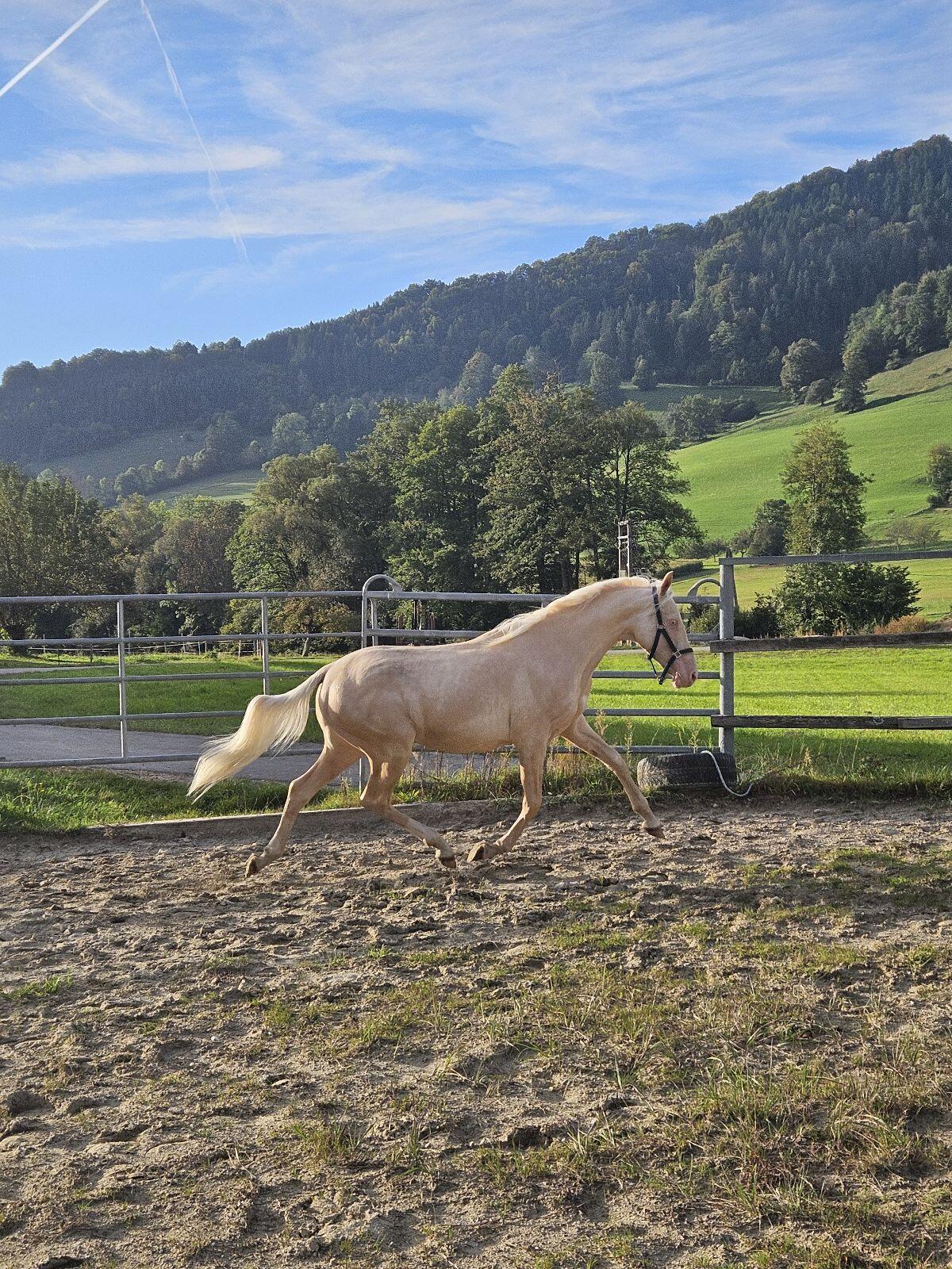 Österreichischer Reitponyhengst Cremello 2