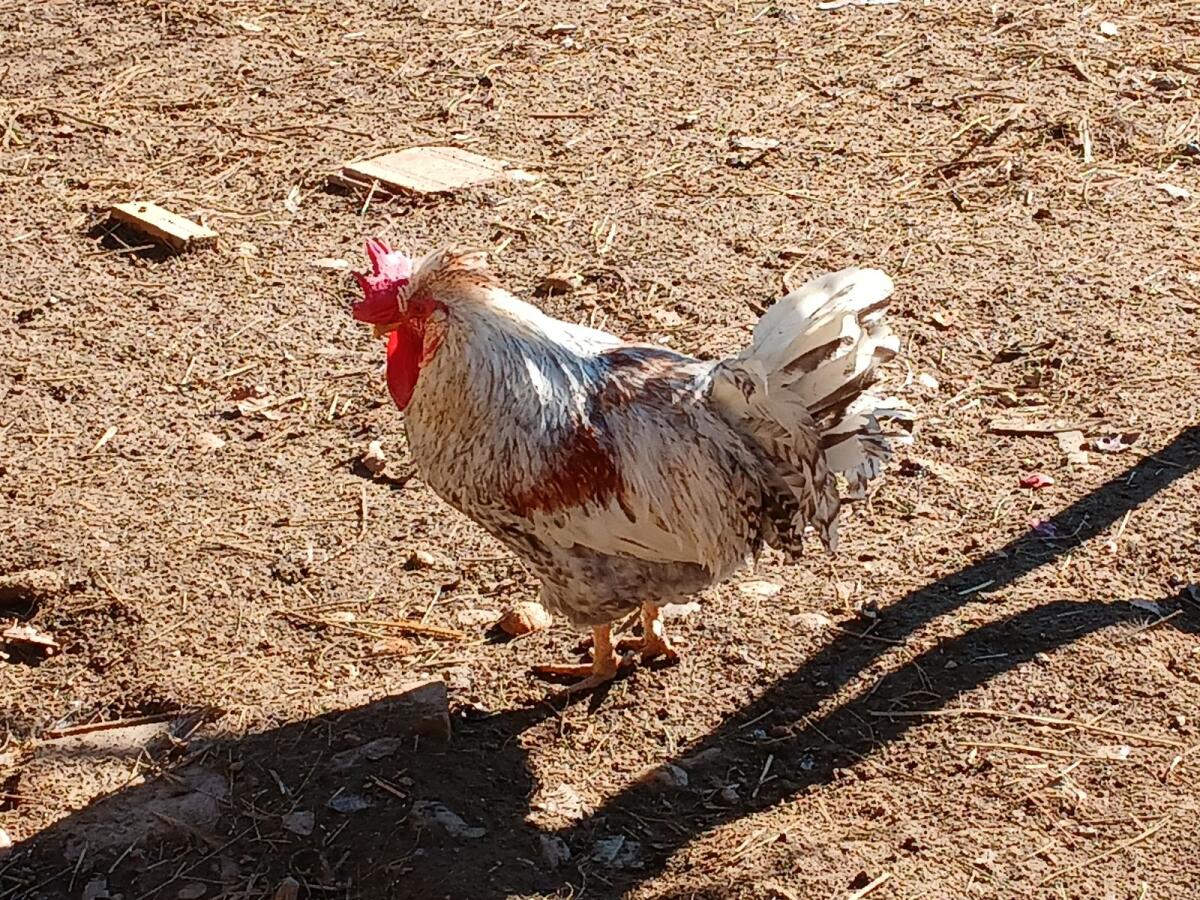 Bruteier ab Jänner 2026 2