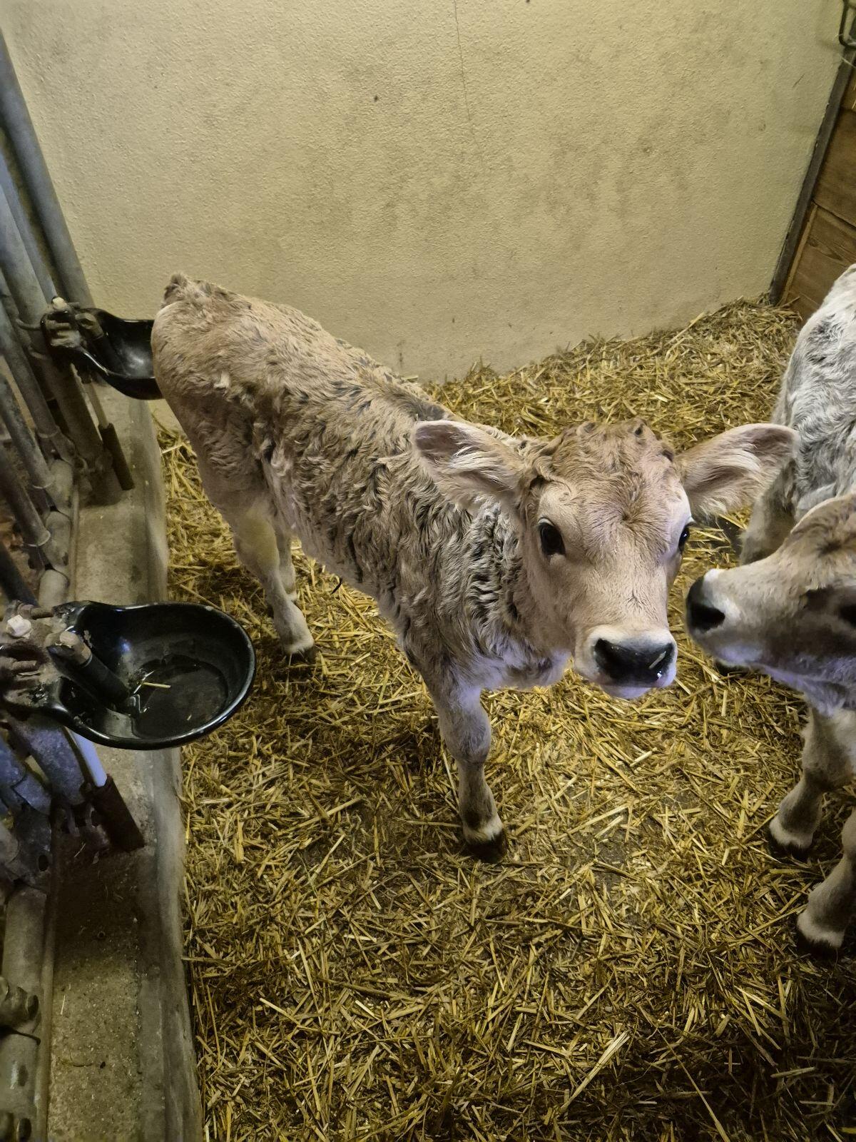 Tiroler Grauvieh Kuhkalb Bio 3
