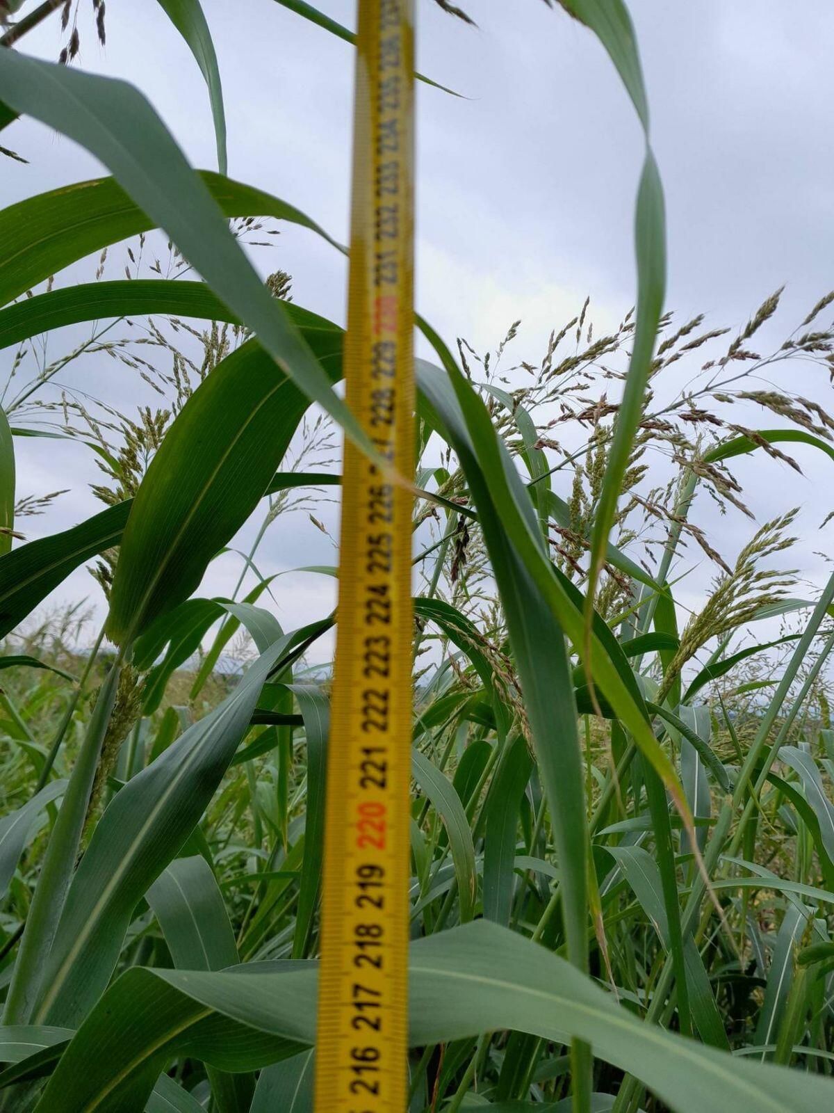 Sudangras Siloballen 2