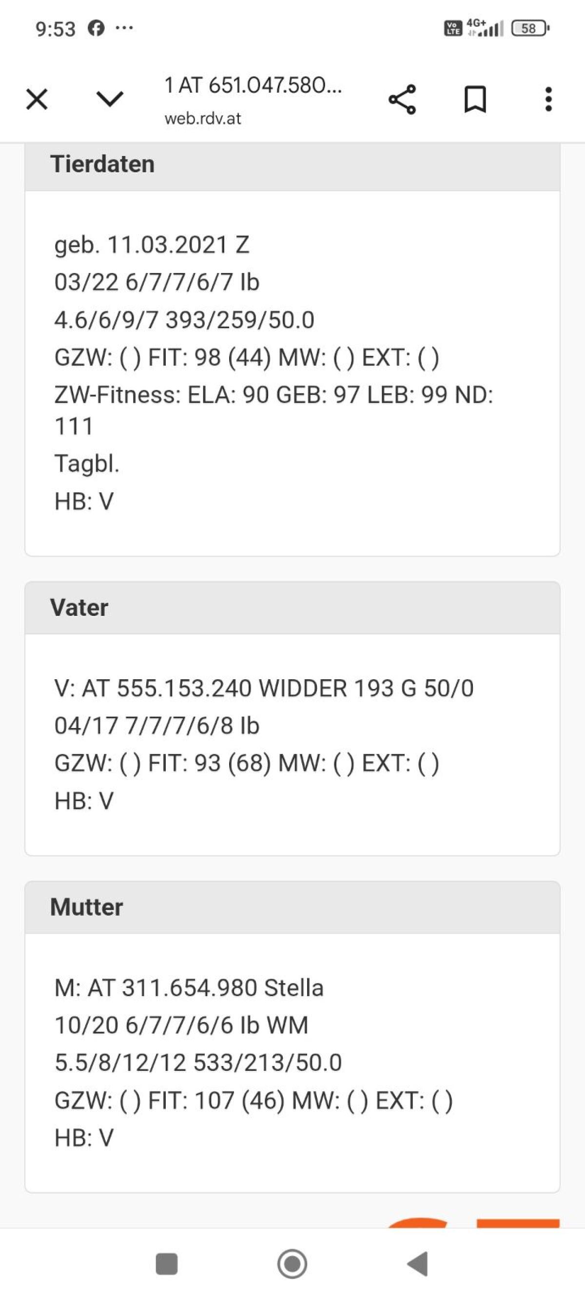 Gescheckte Bergschafe HB 2