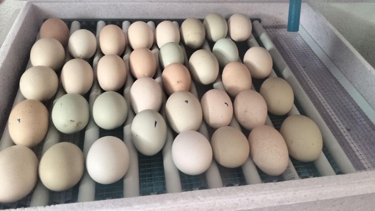 Bruteier meiner bunten Truppe 3