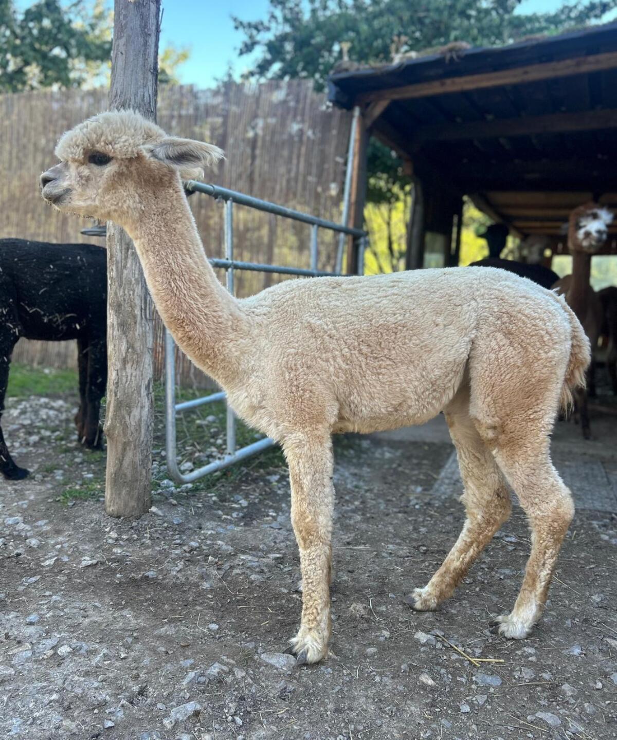 Alpaka Stuten 3