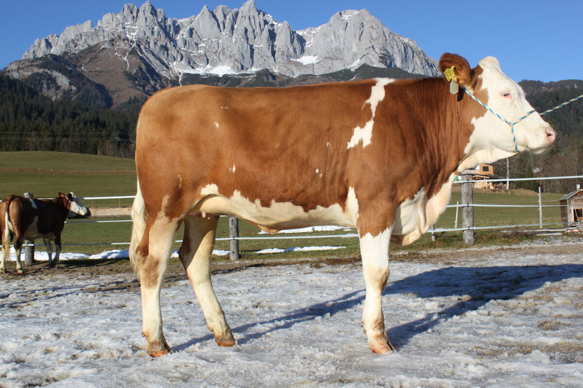 Top Fleckviehkalbinnen 3