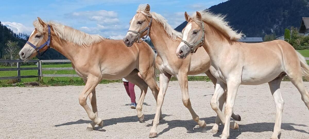 Tiroler Haflinger Wallach & Hengstfohlen Jährling 2