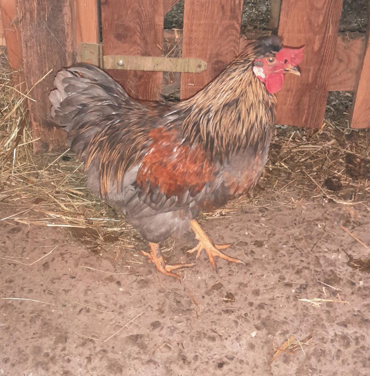 Verkaufe Mix-Hähne 2