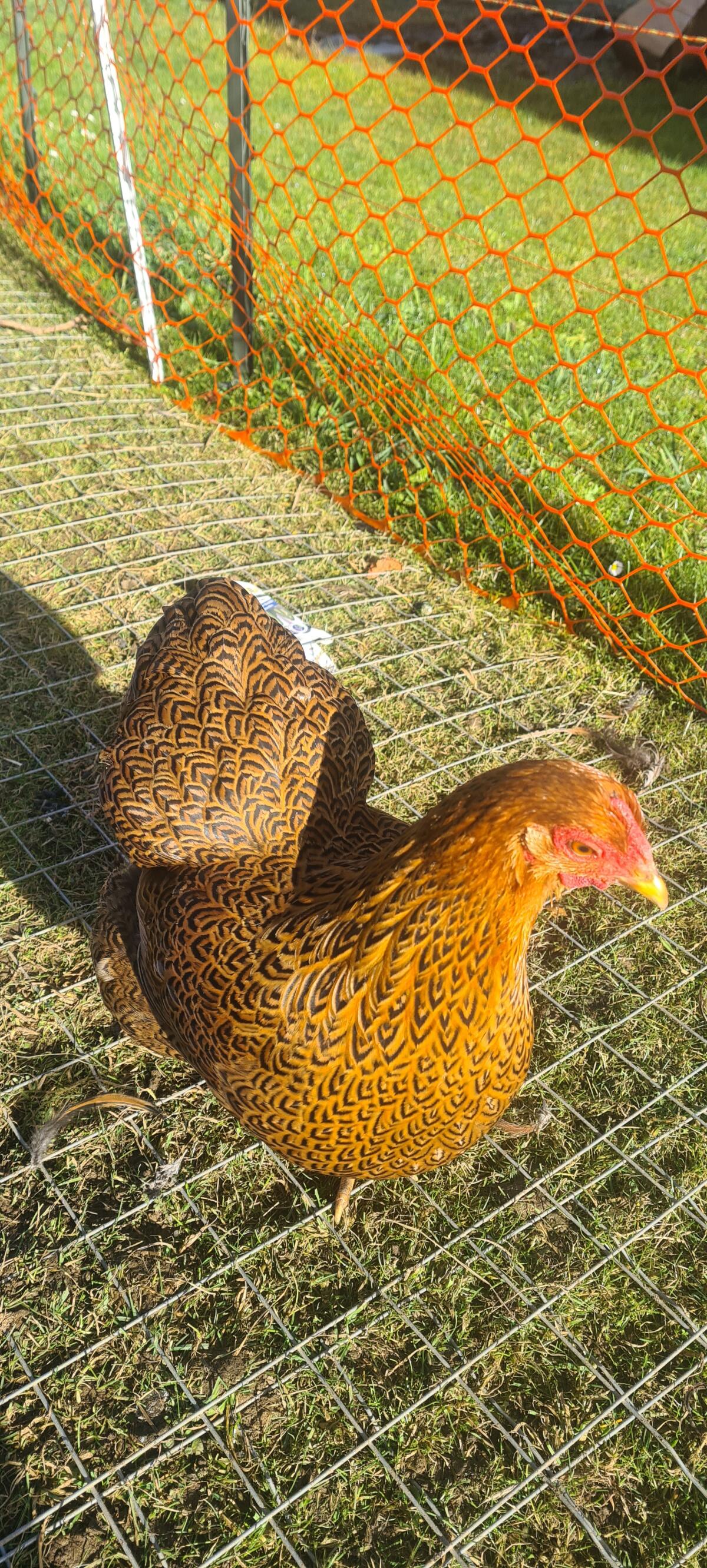 Deutsche Zwerg-Wyandotten braun gebändert 2