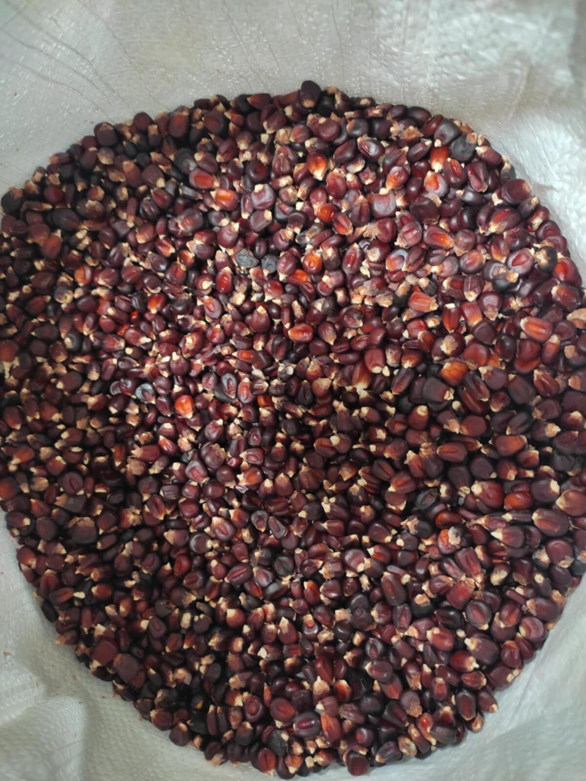 Roter Mais – hochwertiges Saatgut, nicht hybrid 3