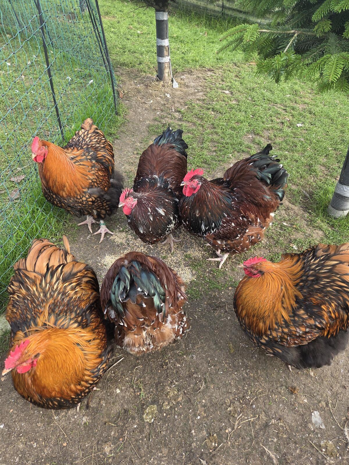 Orpington-Hähne und -Hühner porzellan 2