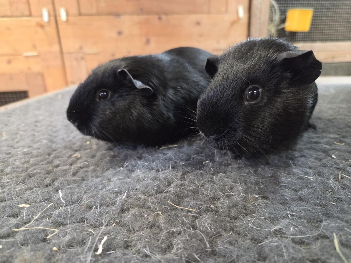 Rassemeerschweinchen Glatthaar schwarz 2