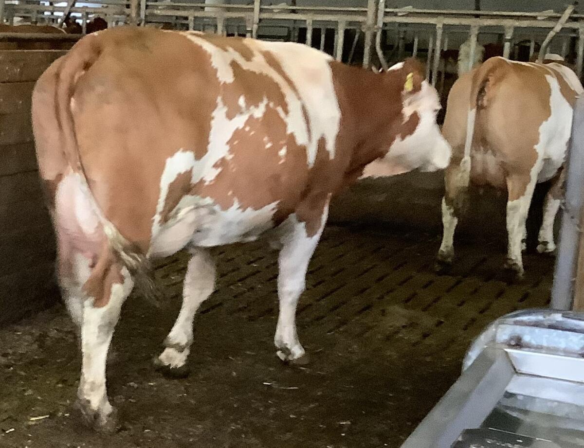 Fleckviehkühe - Milchkühe 3