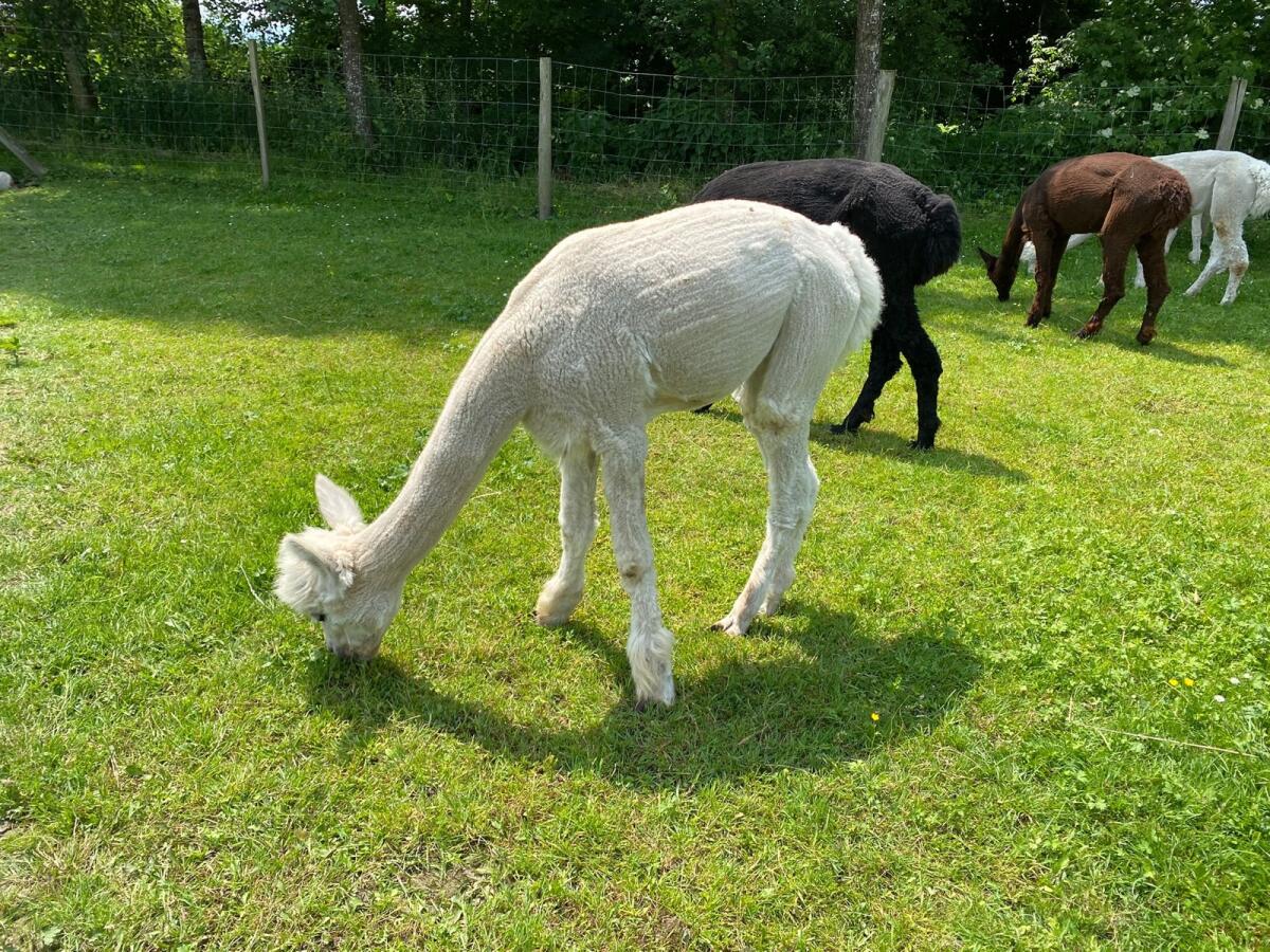 Alpaka Zuchtstute „Nelly“ 1