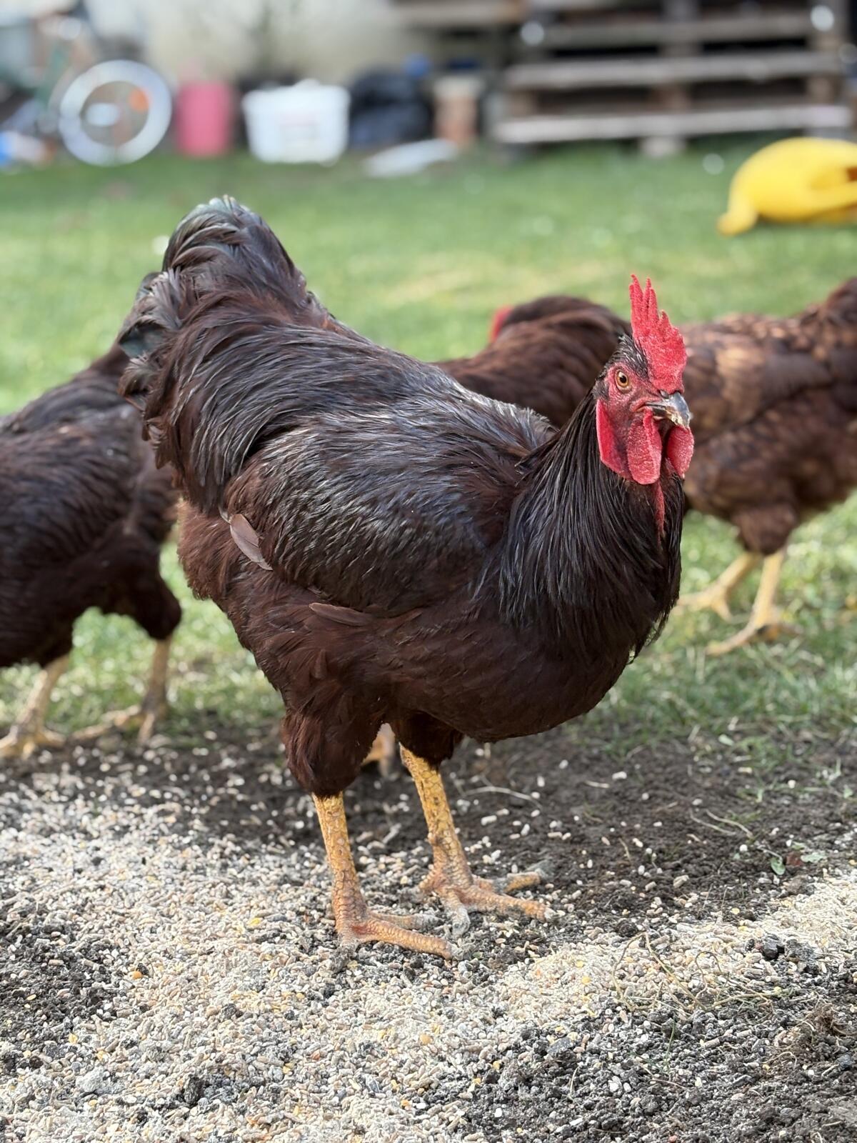 Bruteier Rhode Island 3