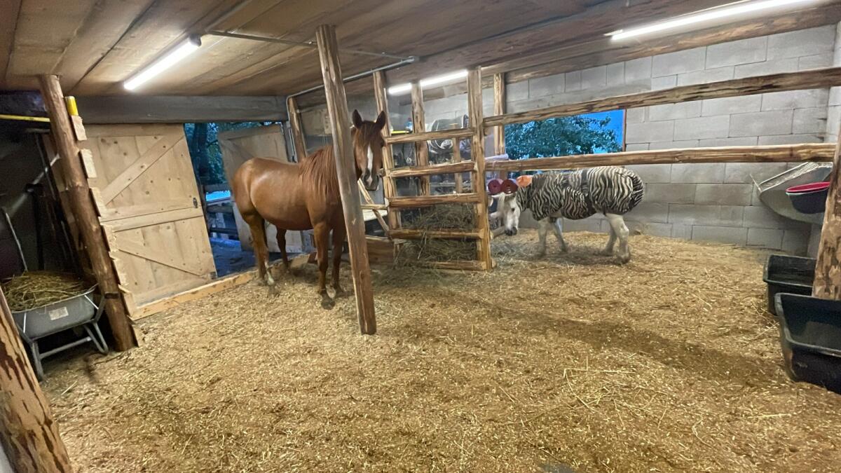 Fuchsstute sucht neues Zuhause 2