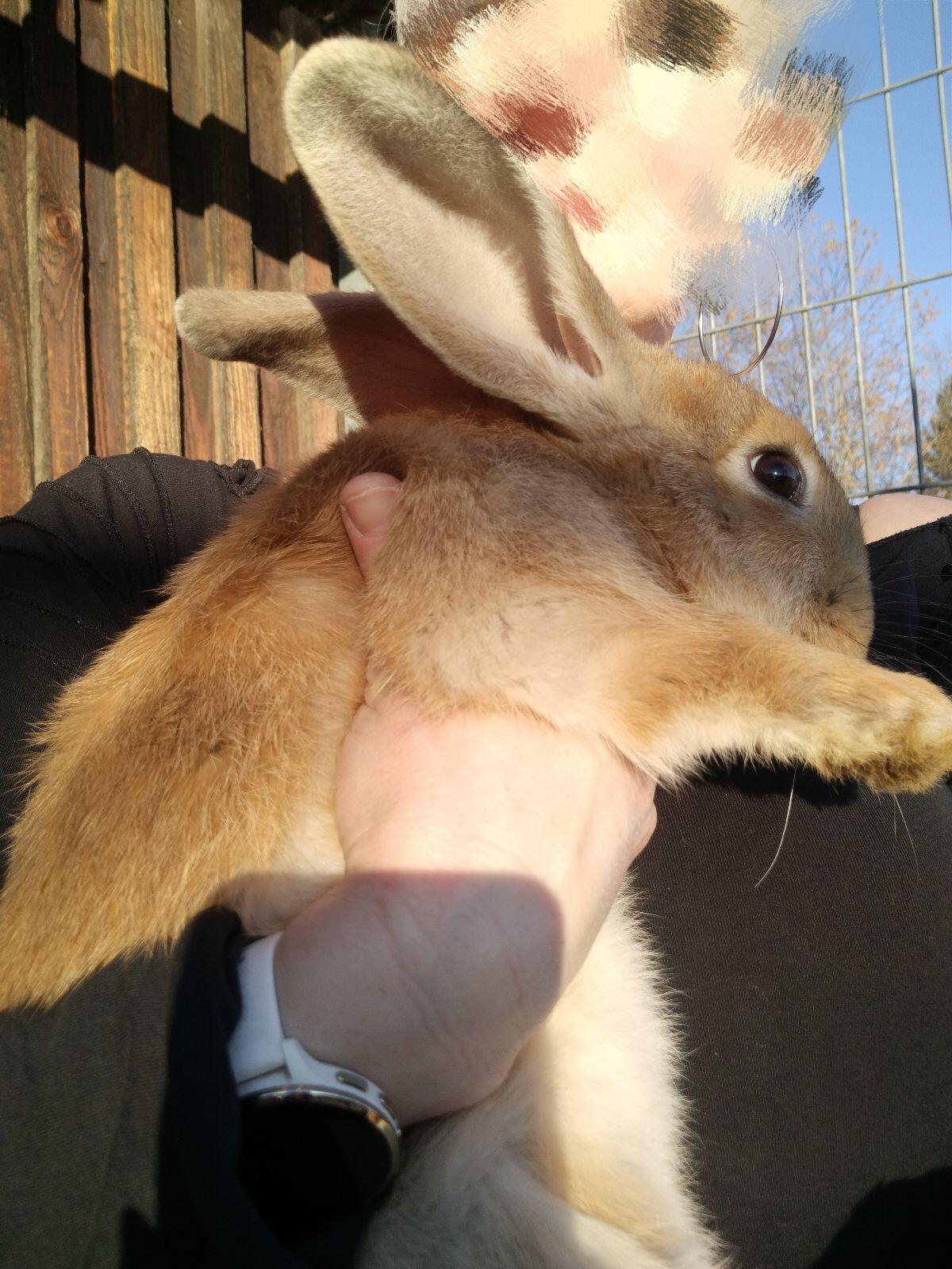 Wunderschöne Deutsche Riesen 2