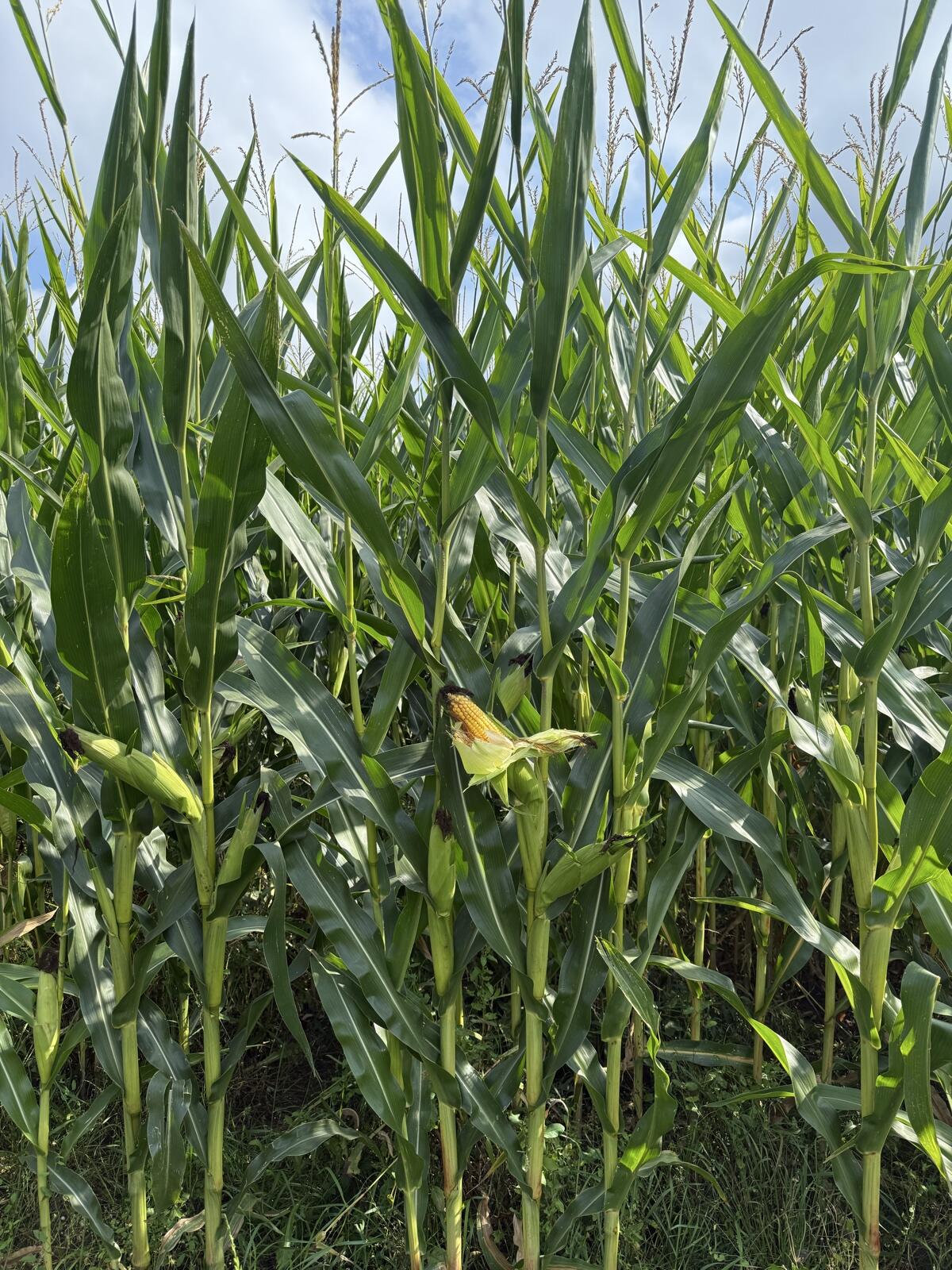 Bio Maisballen, Silomais, Bio Austria, Mais 3