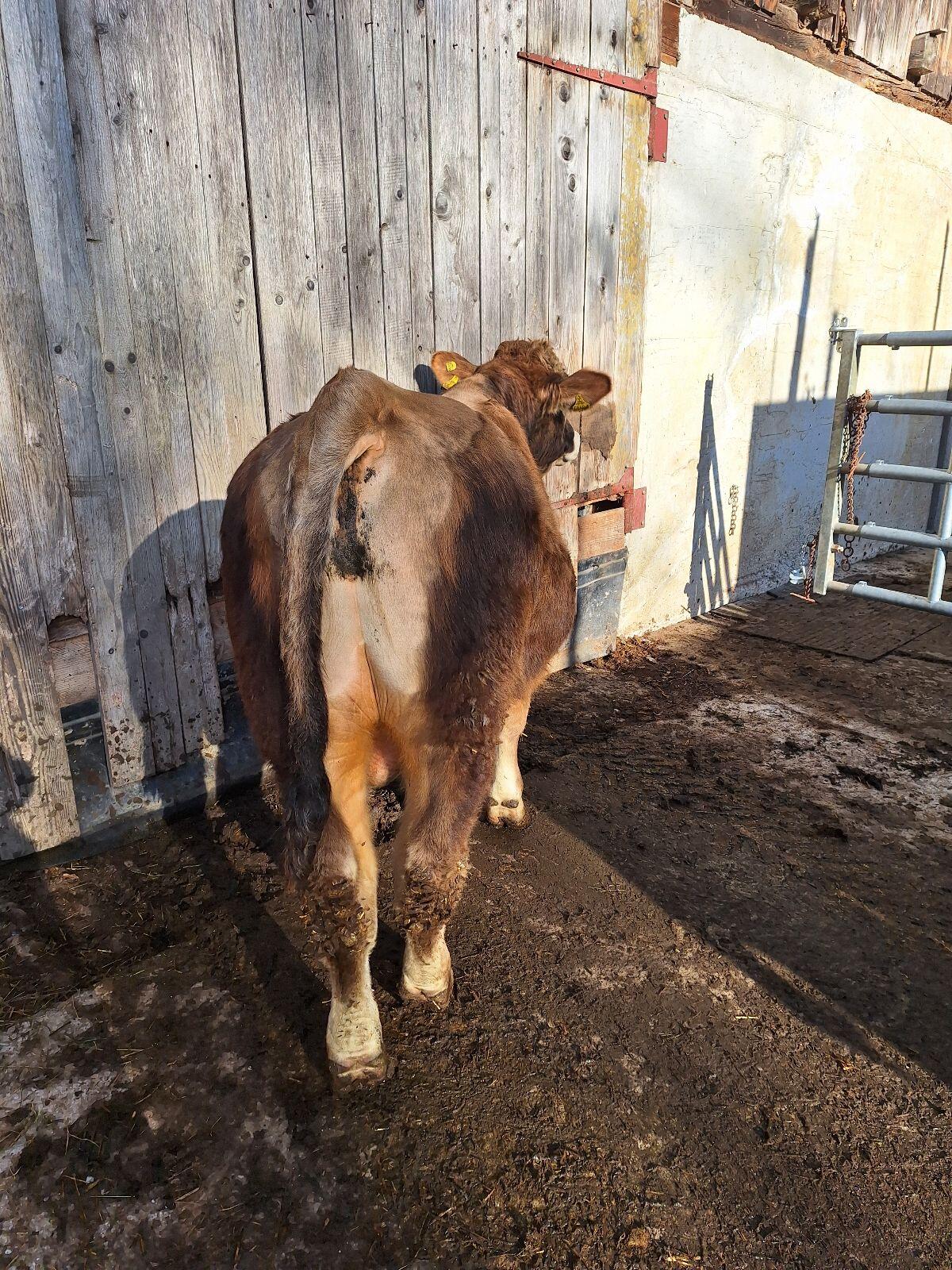 Murbodner Zuchtstier 2