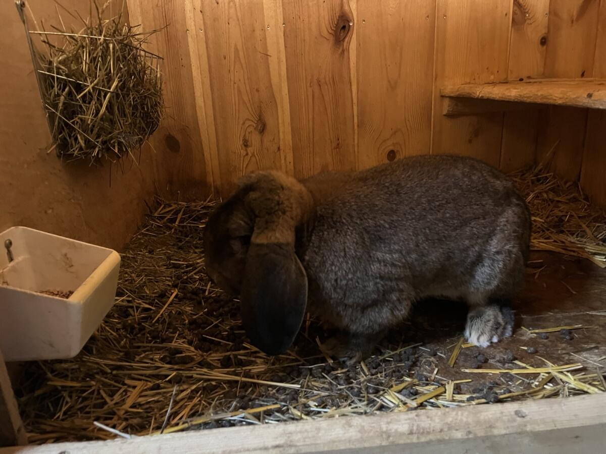 Deutsche Großwidder Grau 3