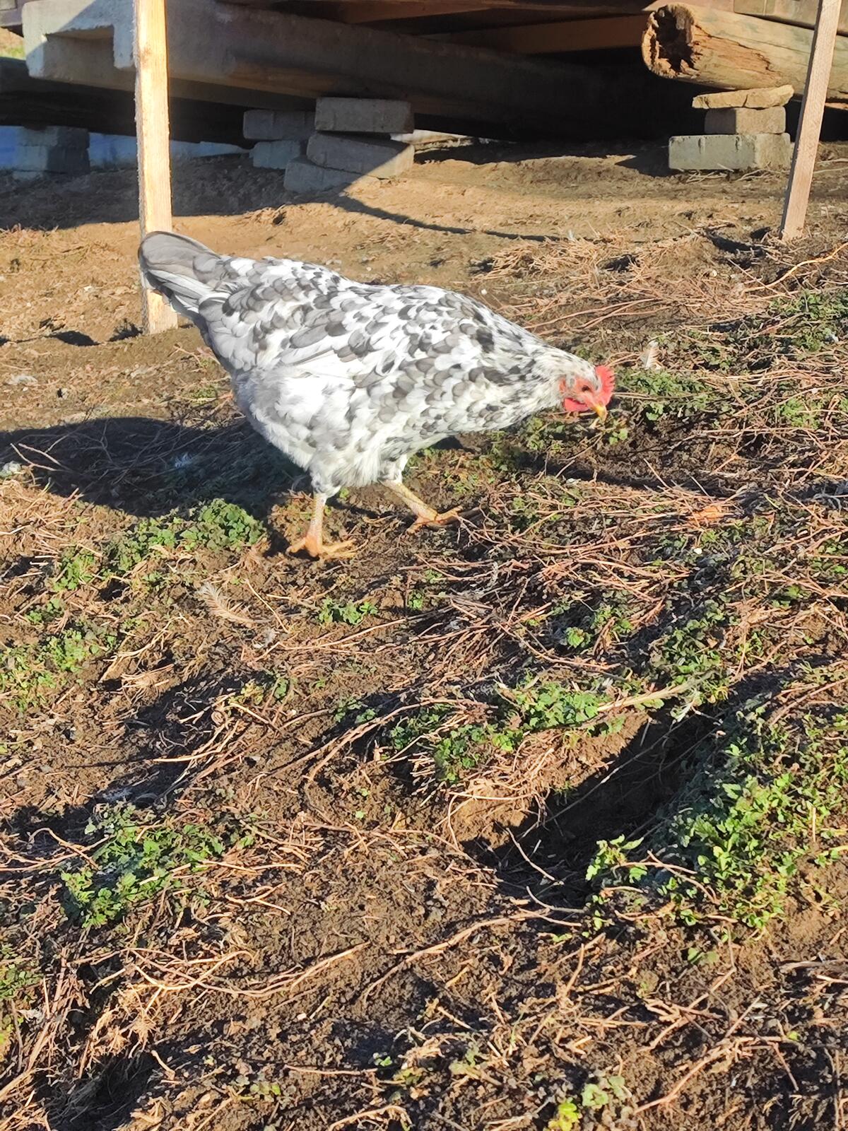 Silverudds Blå, Grünleger, Hühner 3