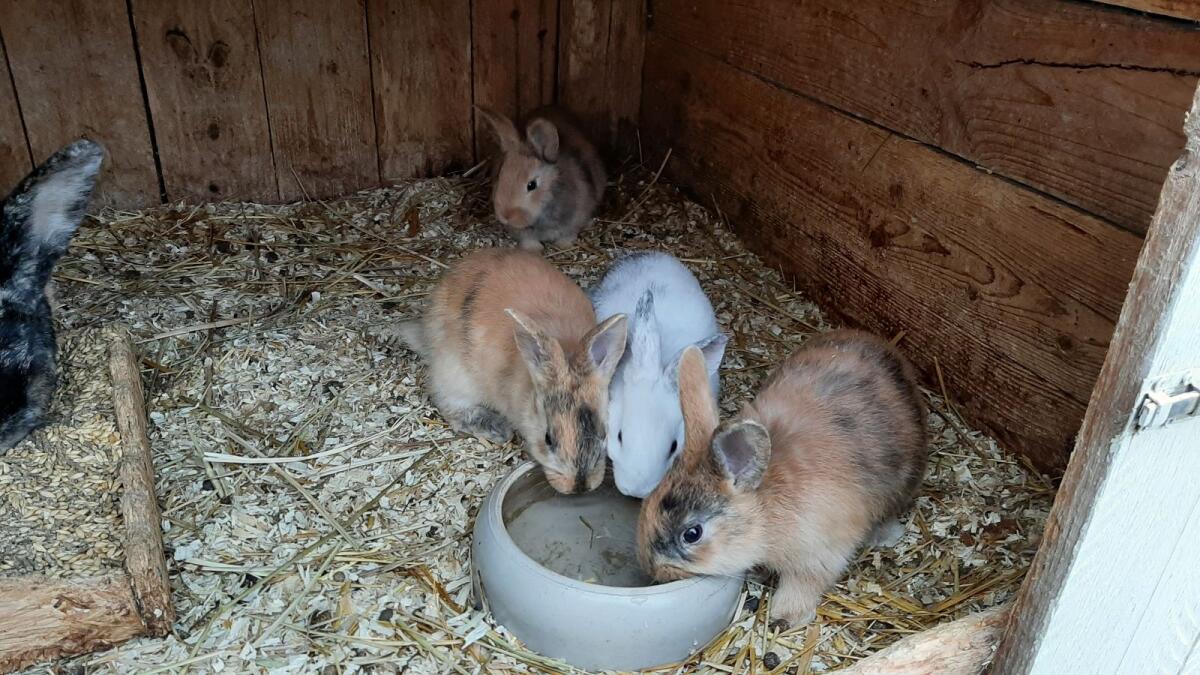 Japaner Mix Kaninchen 3