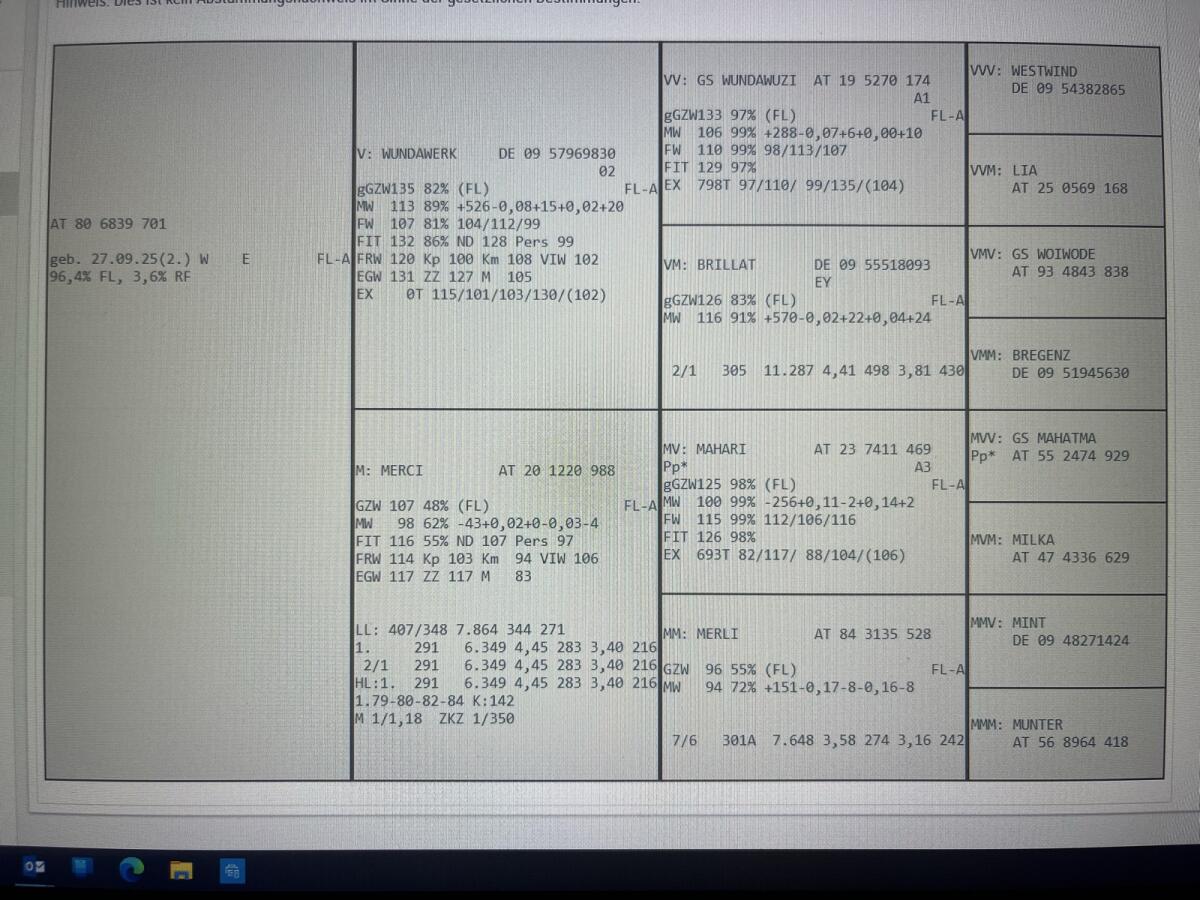 Fleckvieh Bio Kalb 3