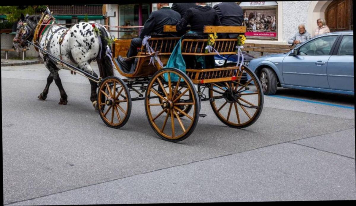 Linzer Wagerl, Spider-Kutsche, Dressurwagen - Noriker Haflin 2