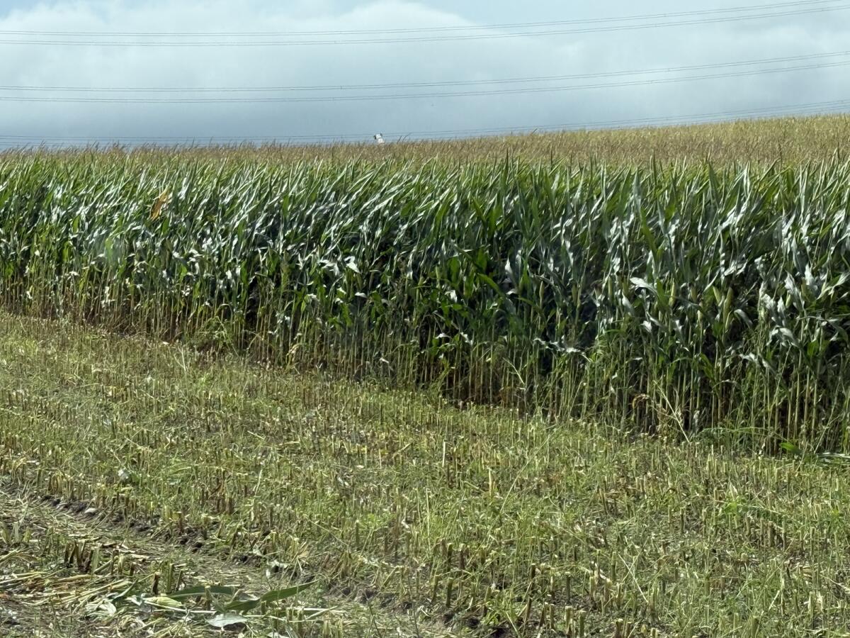 Bio Maisballen, Silomais, Bio Austria, Mais 2