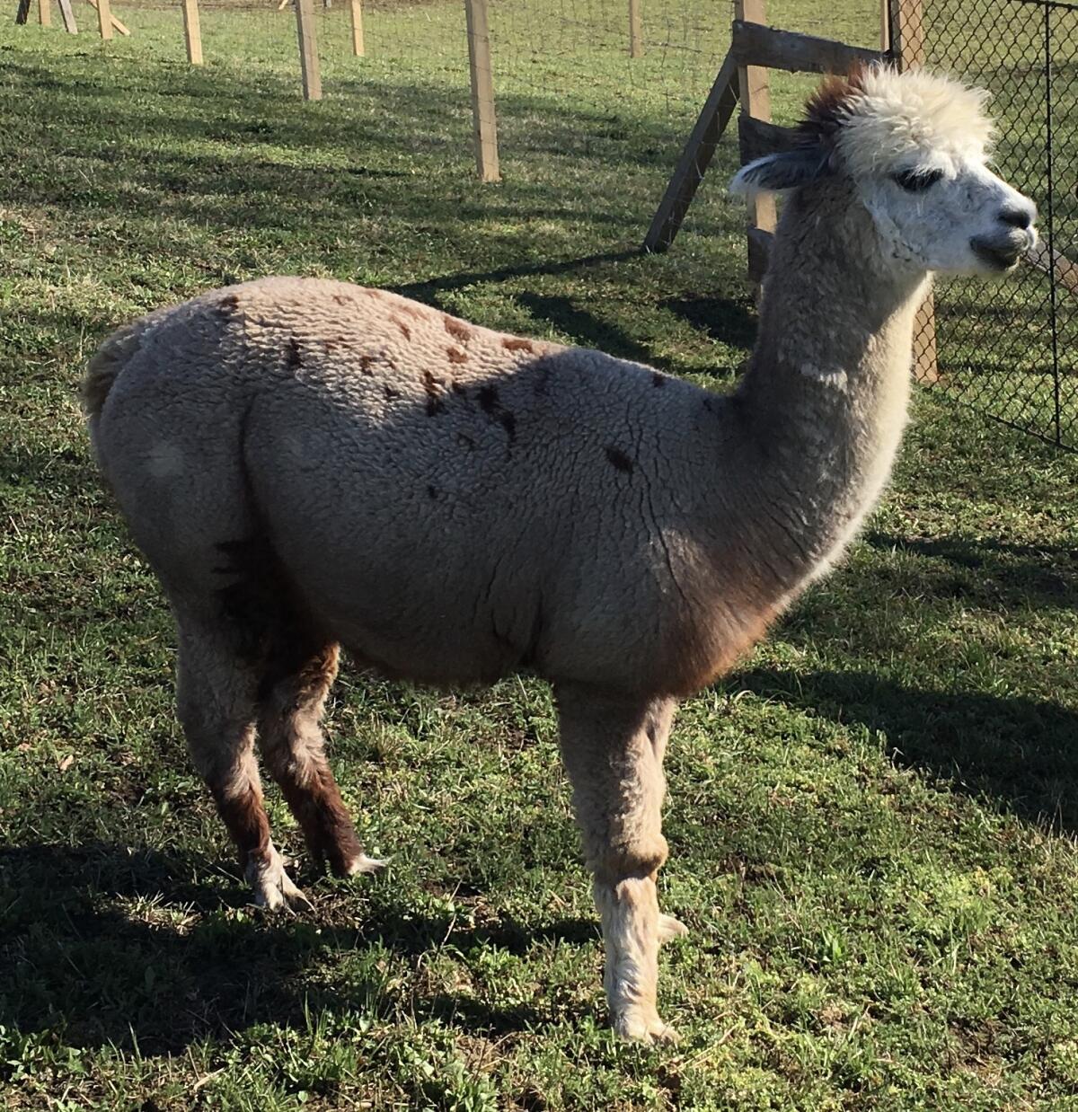 Alpaka Deckhengst „Bijou“ 2