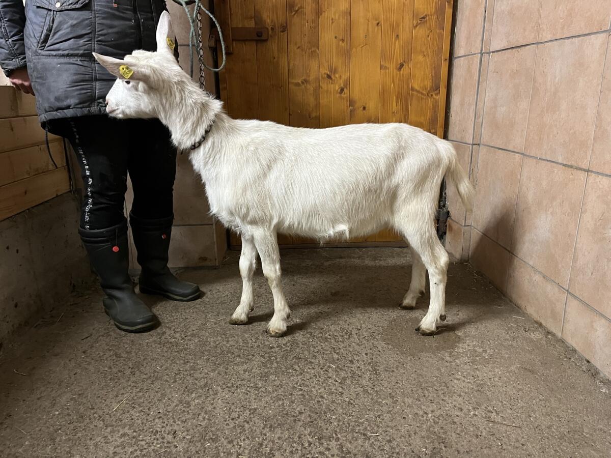 2 Stk. trächtige Saanenkitze 3