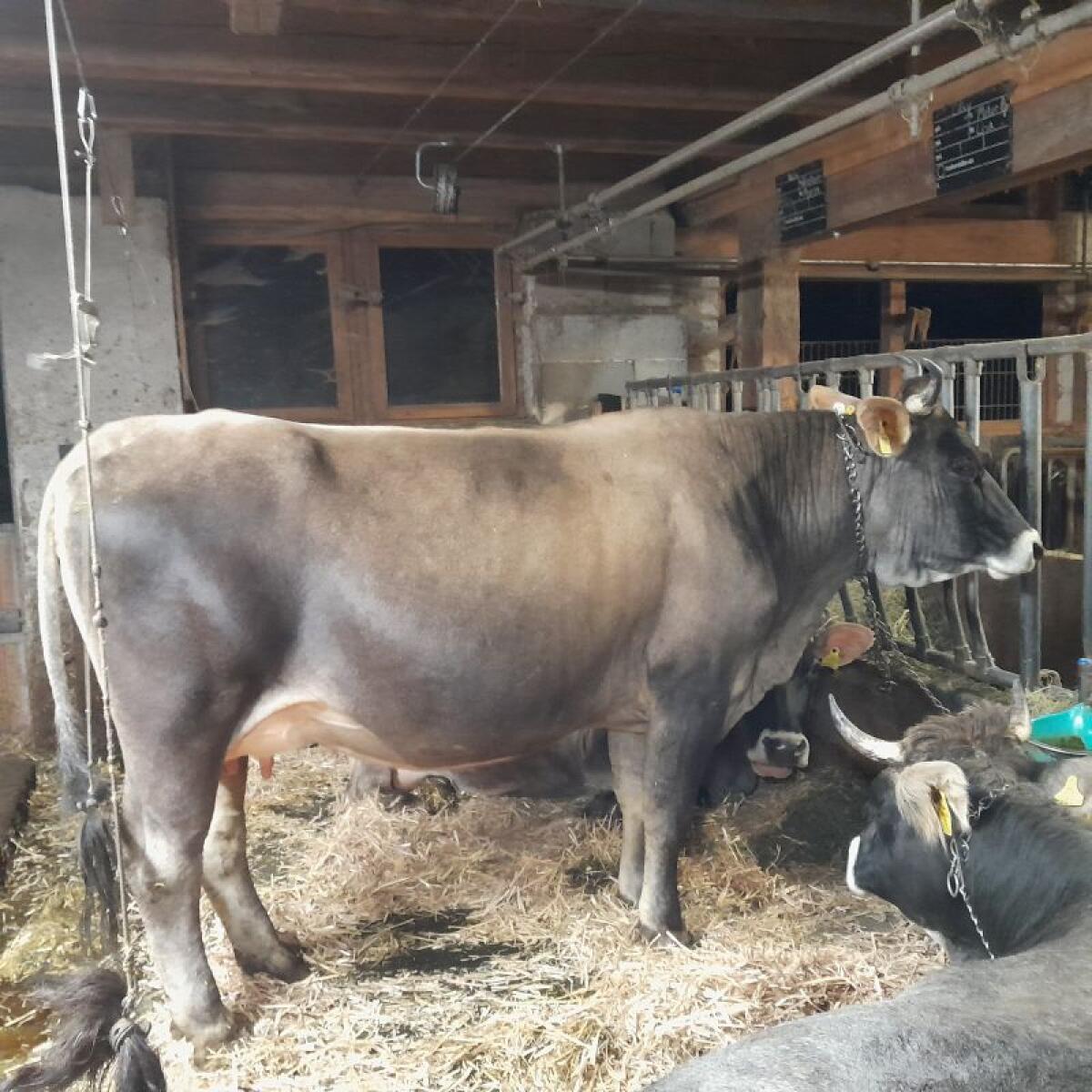 Verkaufe Grauviehkuh BIO 1