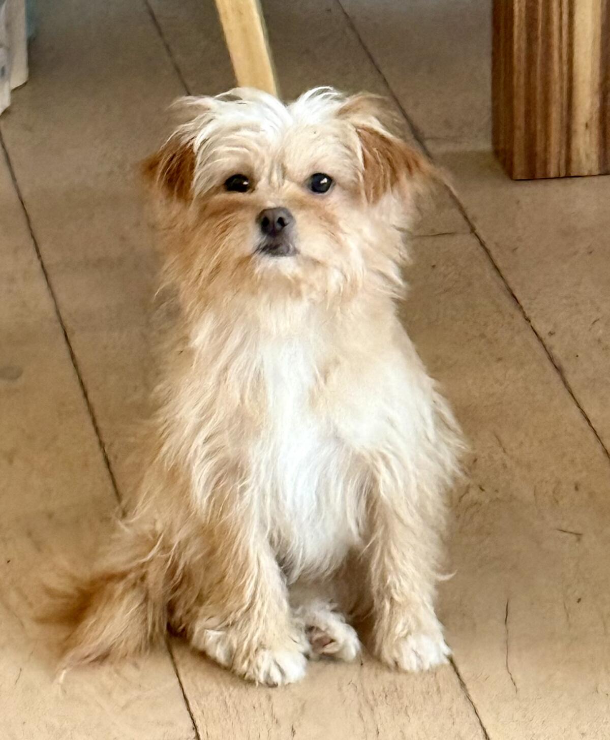 Kleines Wuschel sucht ein Körbchen 2