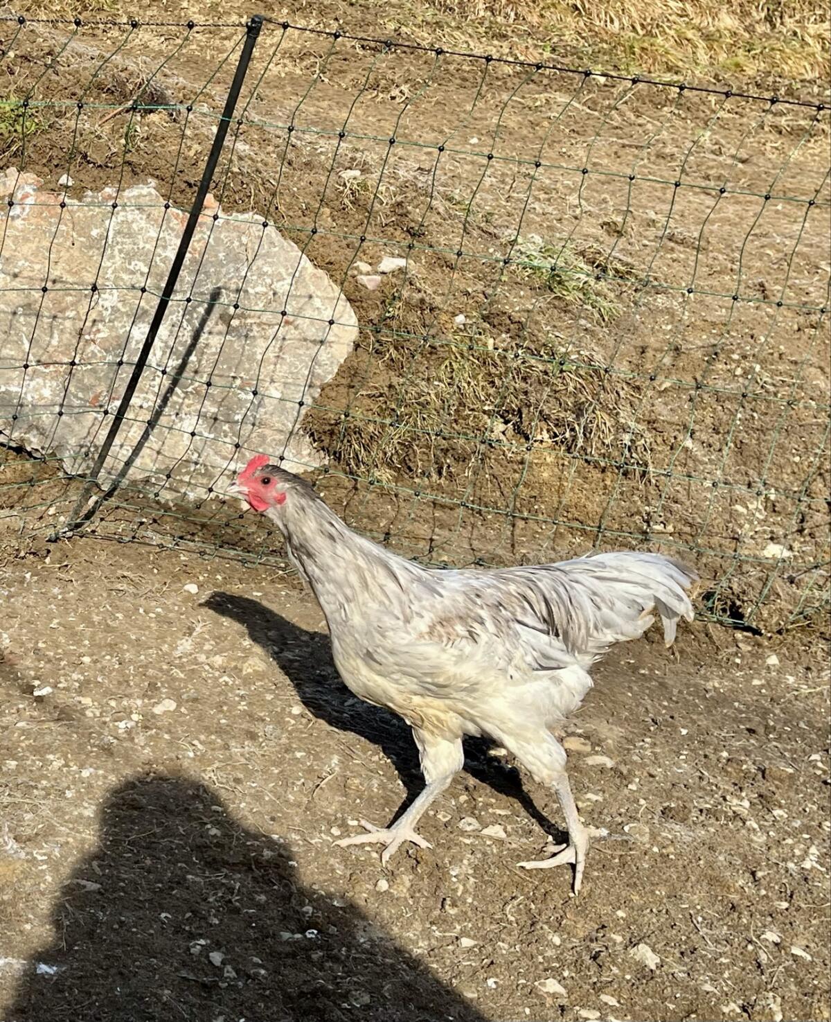 Australorp-Hähne 16 Wochen 2