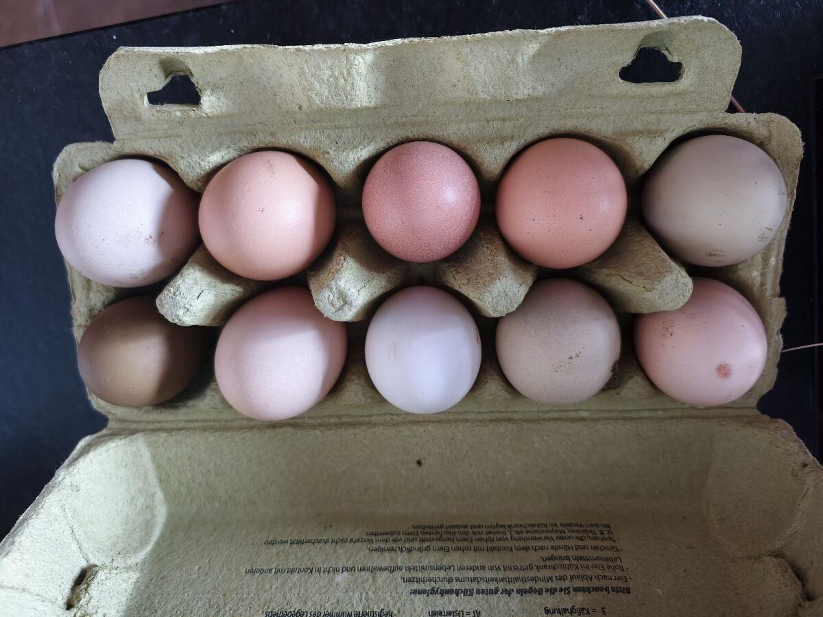 Bruteier meiner bunten Truppe 2