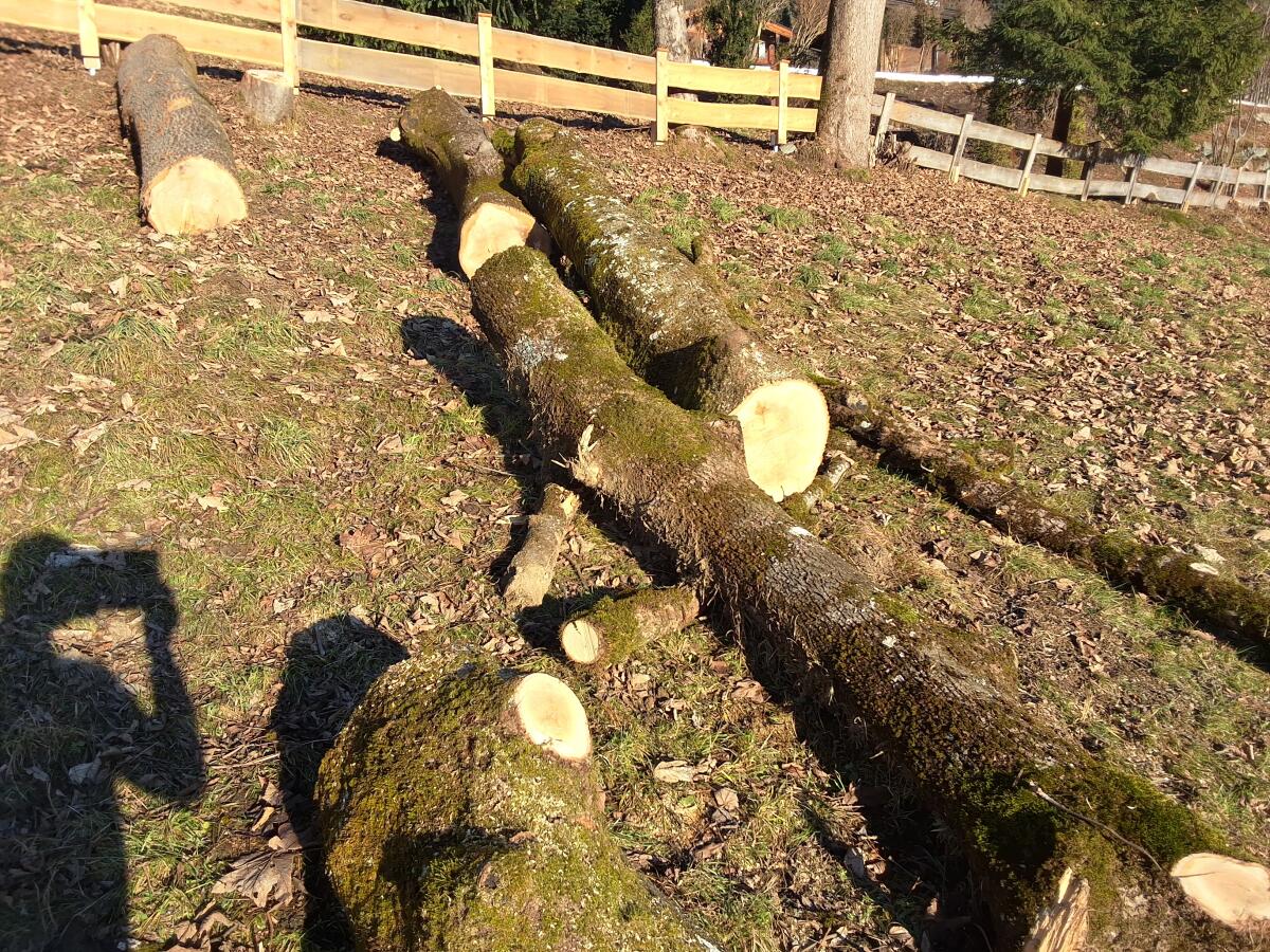 Rundholz Eiche, Esche, Ahorn 2