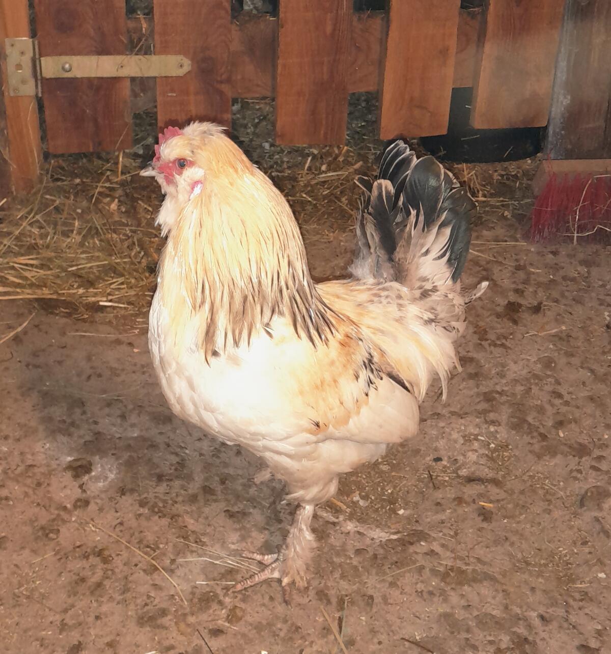 Verkaufe Mix-Hähne 3