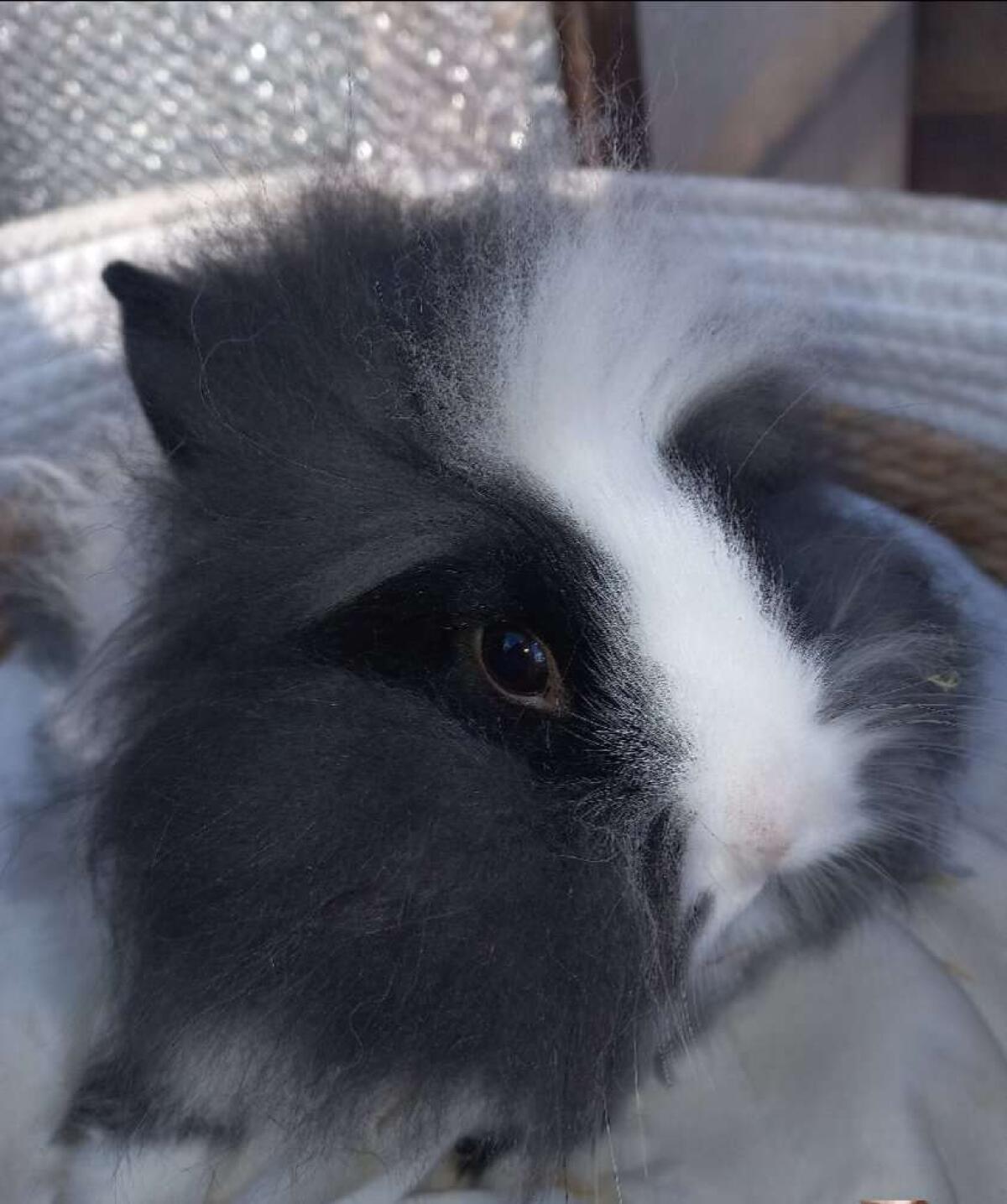 Löwenkopf Zwergkaninchen 3