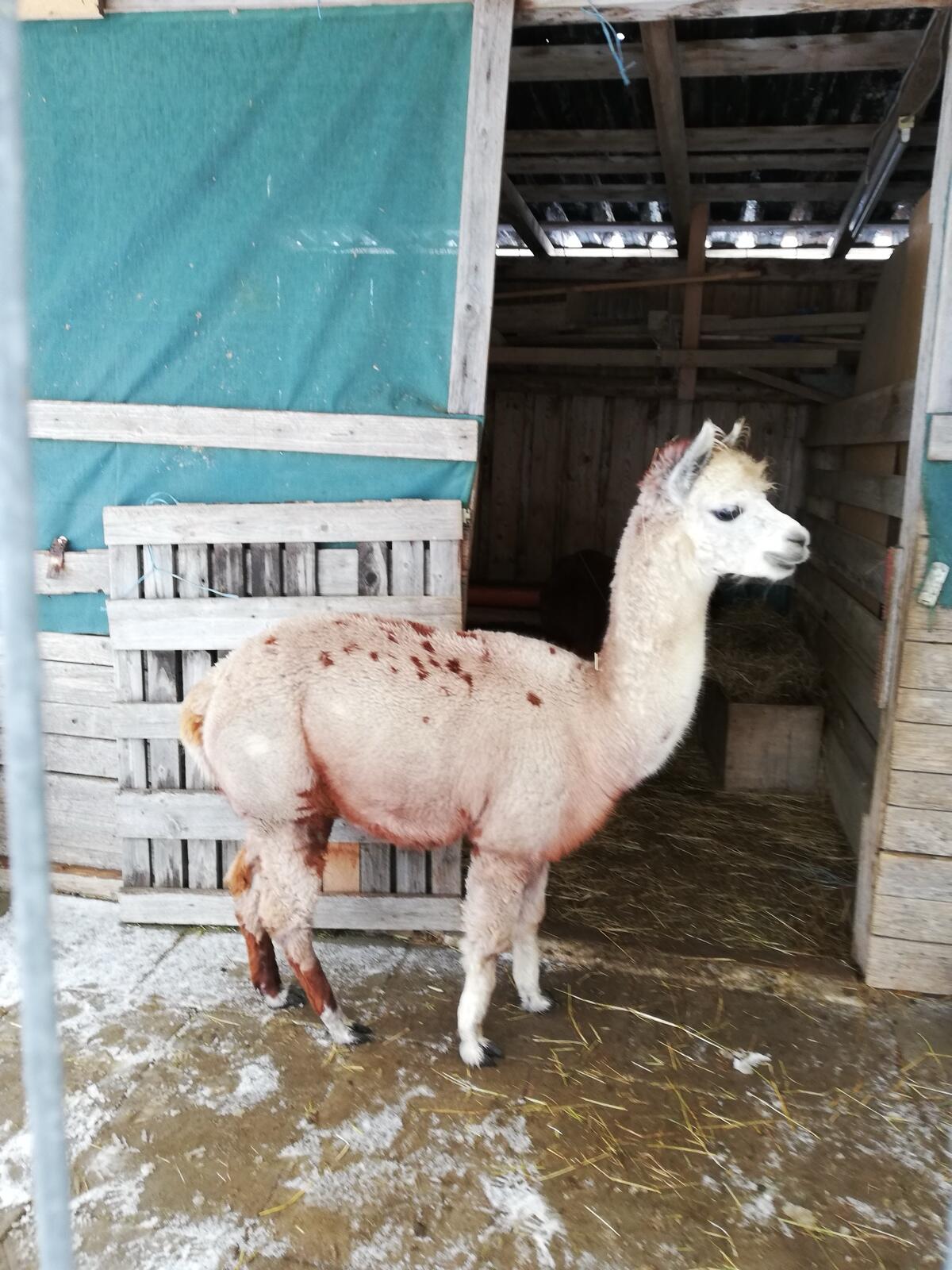 Alpaka Deckhengst „Bijou“ 1