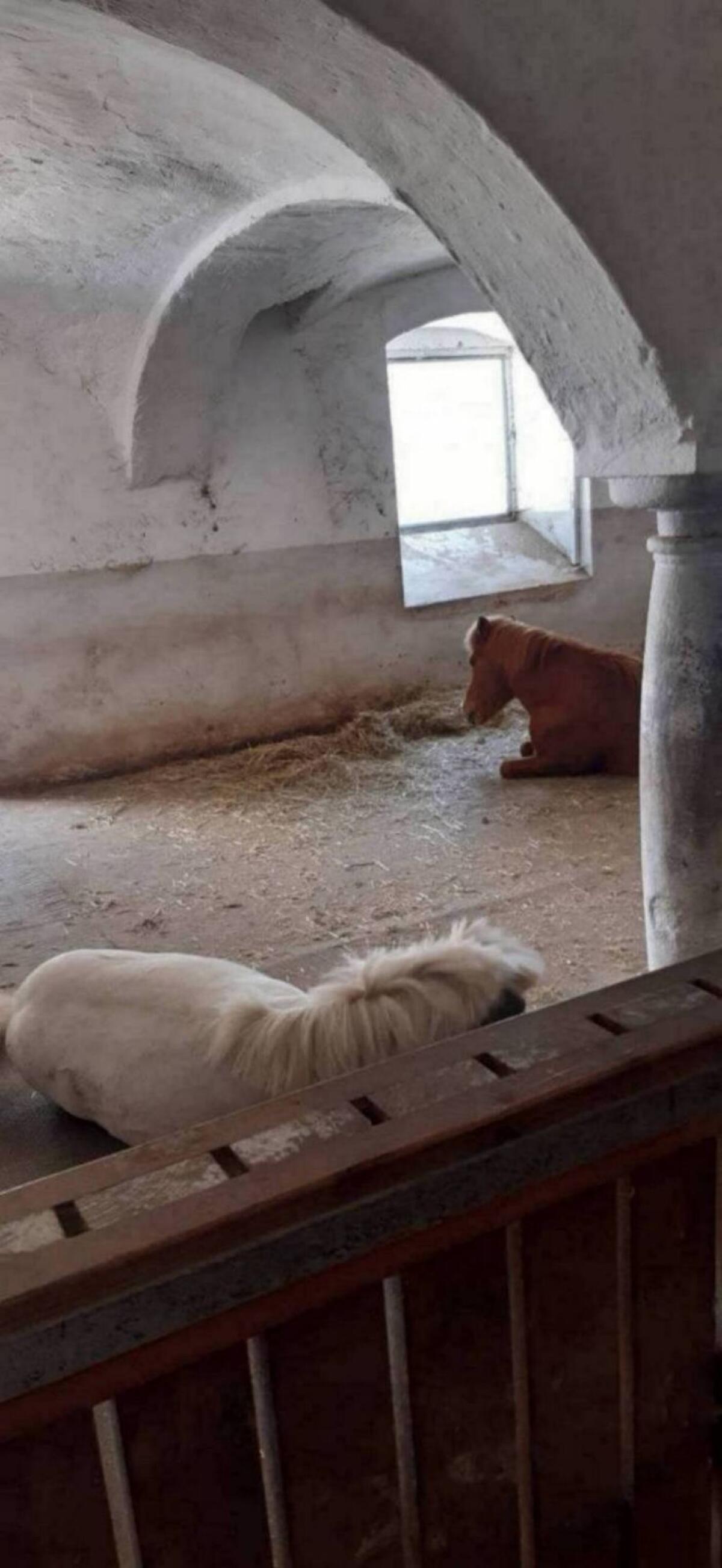 Einstellplatz im Offenstall 3