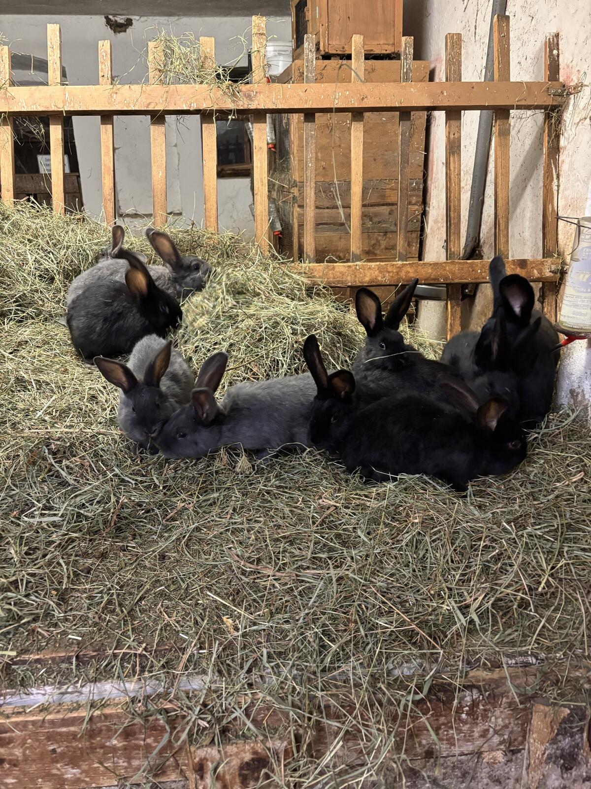 Blaue Wiener und Schwarze Kaninchen 2
