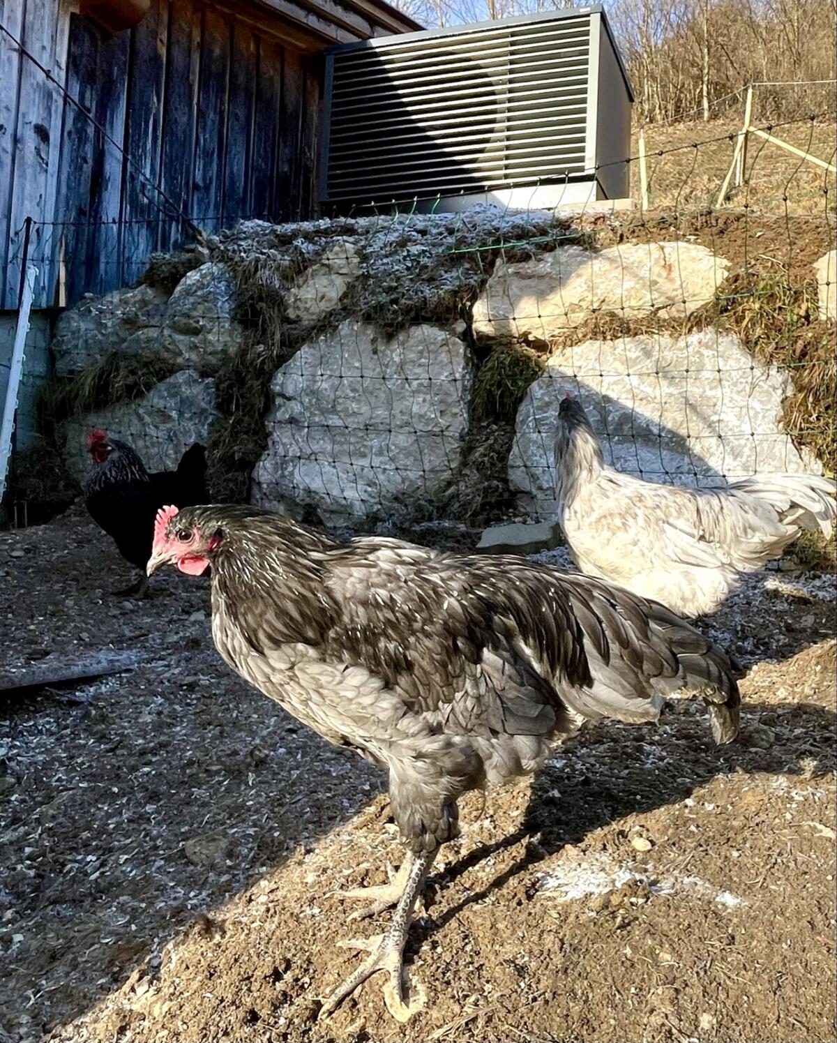 Australorp-Hähne 16 Wochen 3