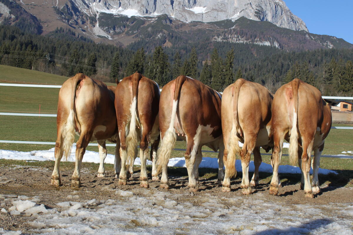 Top Fleckviehkalbinnen 2
