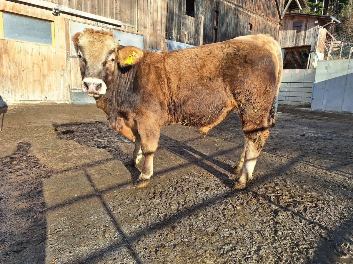 Murbodner Zuchtstier 3