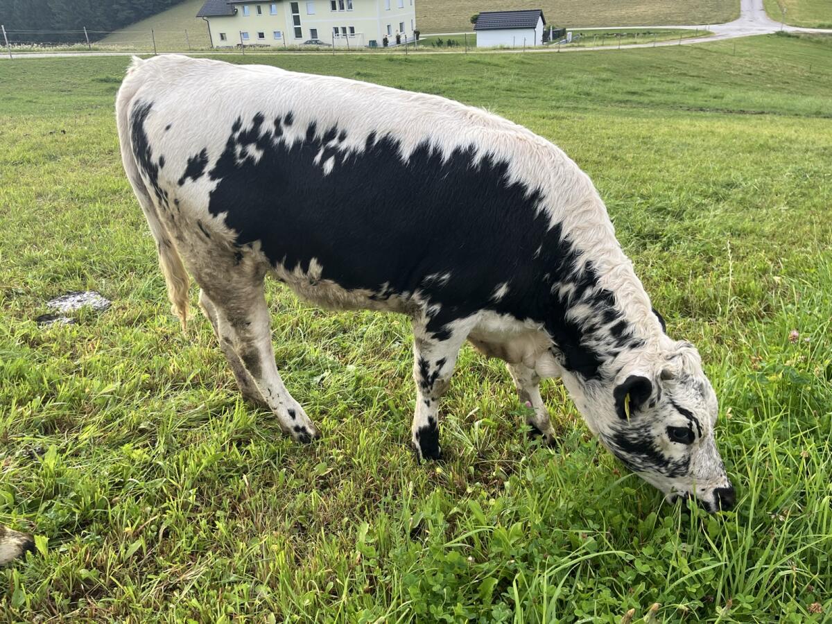 BIO Pustertaler Sprinzen Kalbinnen (Zwillinge) 2