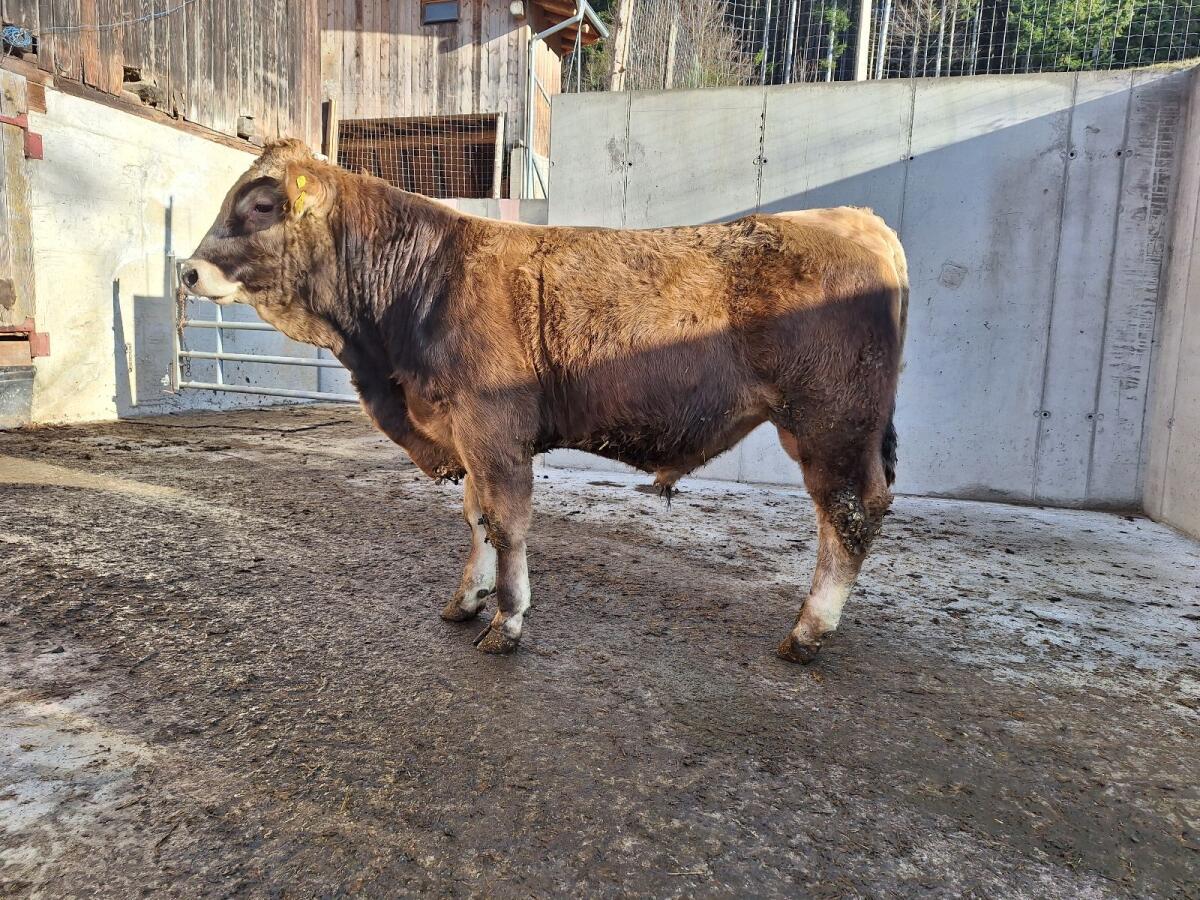 Murbodner Zuchtstier 1