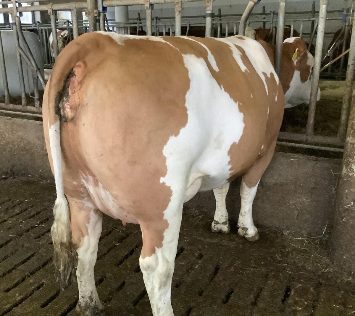 Fleckviehkühe - Milchkühe 2